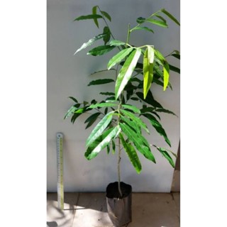 มะคำไก่,ประคำไก่ สูง40-60เซนติเมตร