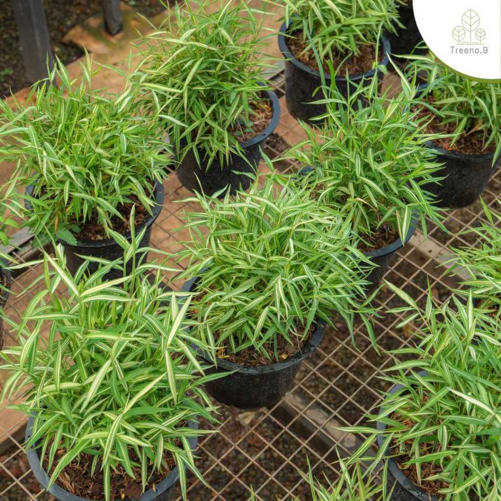 Treeno.9 T256 ไผ่แมว ไผ่เงิน (Bamboo Cat) กระถาง 6 นิ้ว สูง 20-25 cm. ต้นไม้น้องแมว ไม้ประดับ สมุนไพรแมว ประโยชน์มากมาย