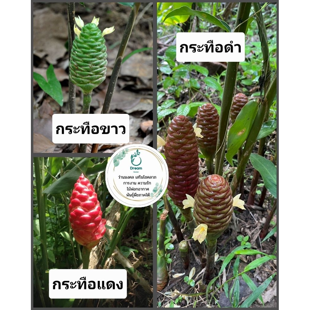 กระทือขาว กระทือแดง กระทือดำ แบบหัว (สำหรับเพาะปลูก)