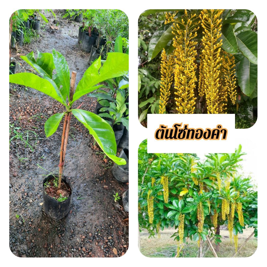 ต้นโซ่ทองคำ โซ่ทองคำ