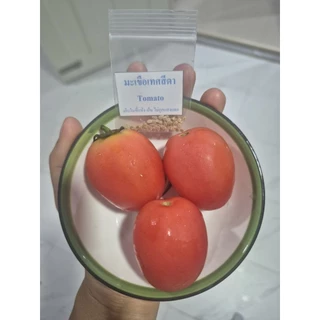 🌱เมล็ดมะเขือเทศสีดา50เมล็ด(5แถม1คละได้)