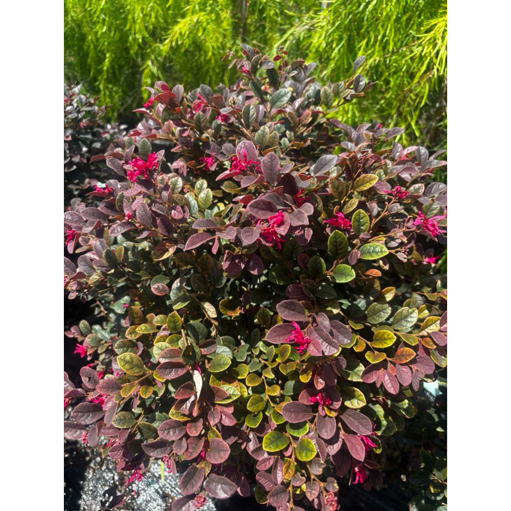 ต้นมั่งมีศรีสุข หรือต้นหงส์ฟู่ ฟอร์มพุ่มกลมใหญ่ กระถาง15 นิ้ว(ถอดกระถางส่ง) - รูปที่ 4