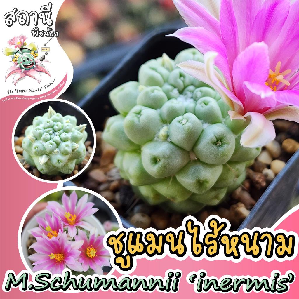 แมมชูแมนไร้หนาม Mammillaria schumannii 'inermis' กระบองเพชร ไม้อวบน้ำ succulent แคคตัส cactus