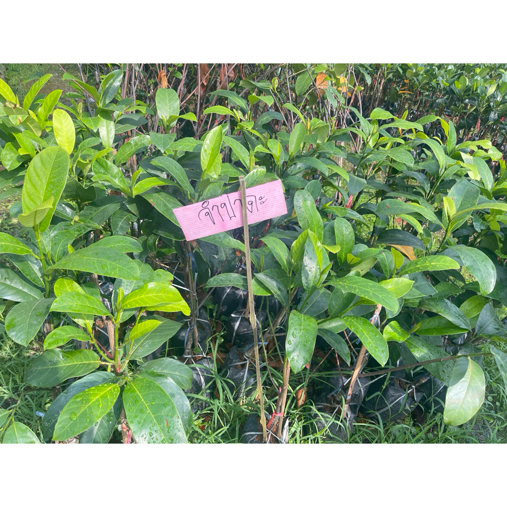 ต้นจำปาดะขวัญสตูล  ผลใหญ่ยาว เนื้อหนาหวานหอมอร่อย  ต้นพร้อมปลูก สูง 80-90ซ.ม แบบทาบกิ่ง - รูปที่ 4