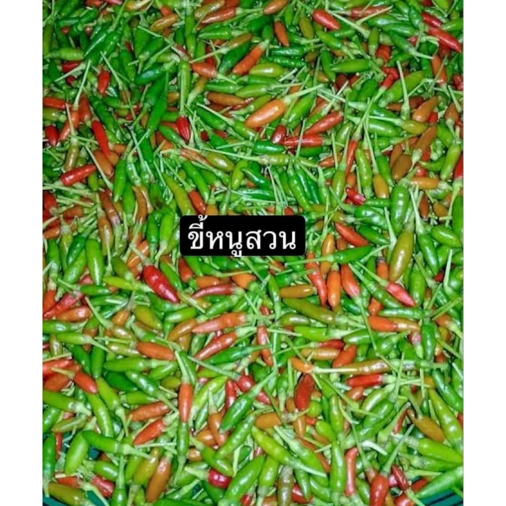 พริกขี้หนูสวนหอม 1 ถุงดำ 1 ต้นกล้า🌶 ผักสวนครัว สมุนไพร🥬🌱 ราคาถูก Shopee Lazada
