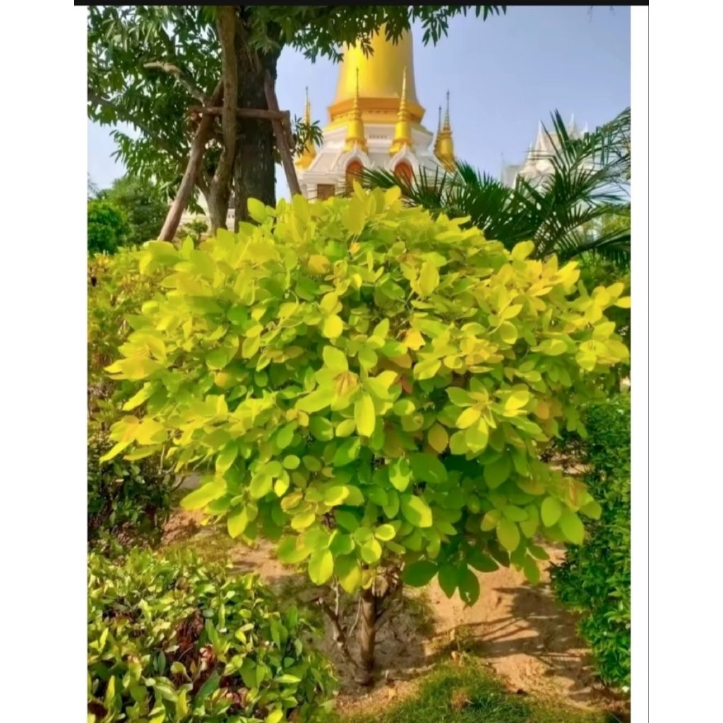ต้นทองนพเก้า 1 ต้นถุงดำเล็ก 10-15 ซม. ไม้มงคลเหลืองอร่าม🌿ไม้มงคลสีทอง ปลูกเพื่อเป็นสิริมงคลสวยอร่ามไม้ล้อมไม้ประดับ🌿