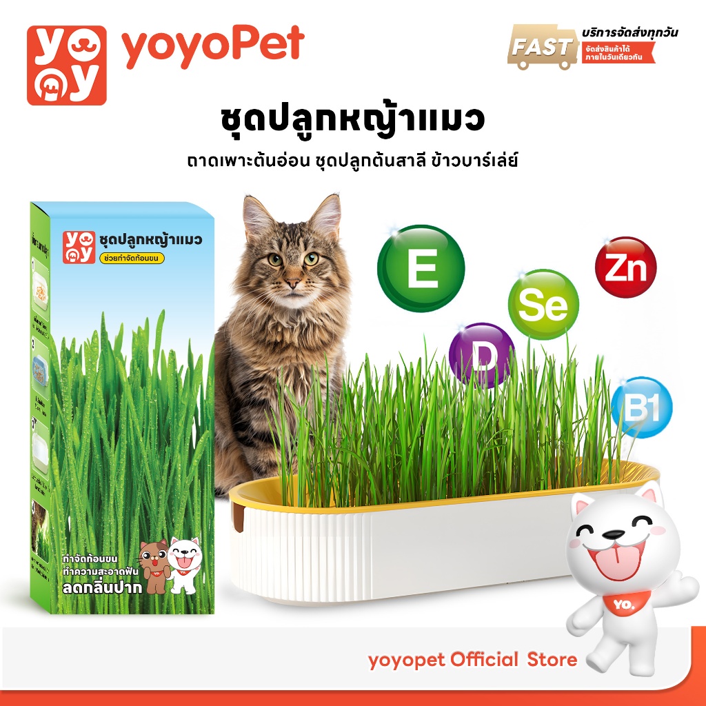 yoyopet : ชุดปลูกหญ้าแมว หญ้าแมว เมล็ดข้าวสาลี ถาดเพาะต้นอ่อน ชุดปลูกต้นสาลี ข้าวบาร์เล่ย์