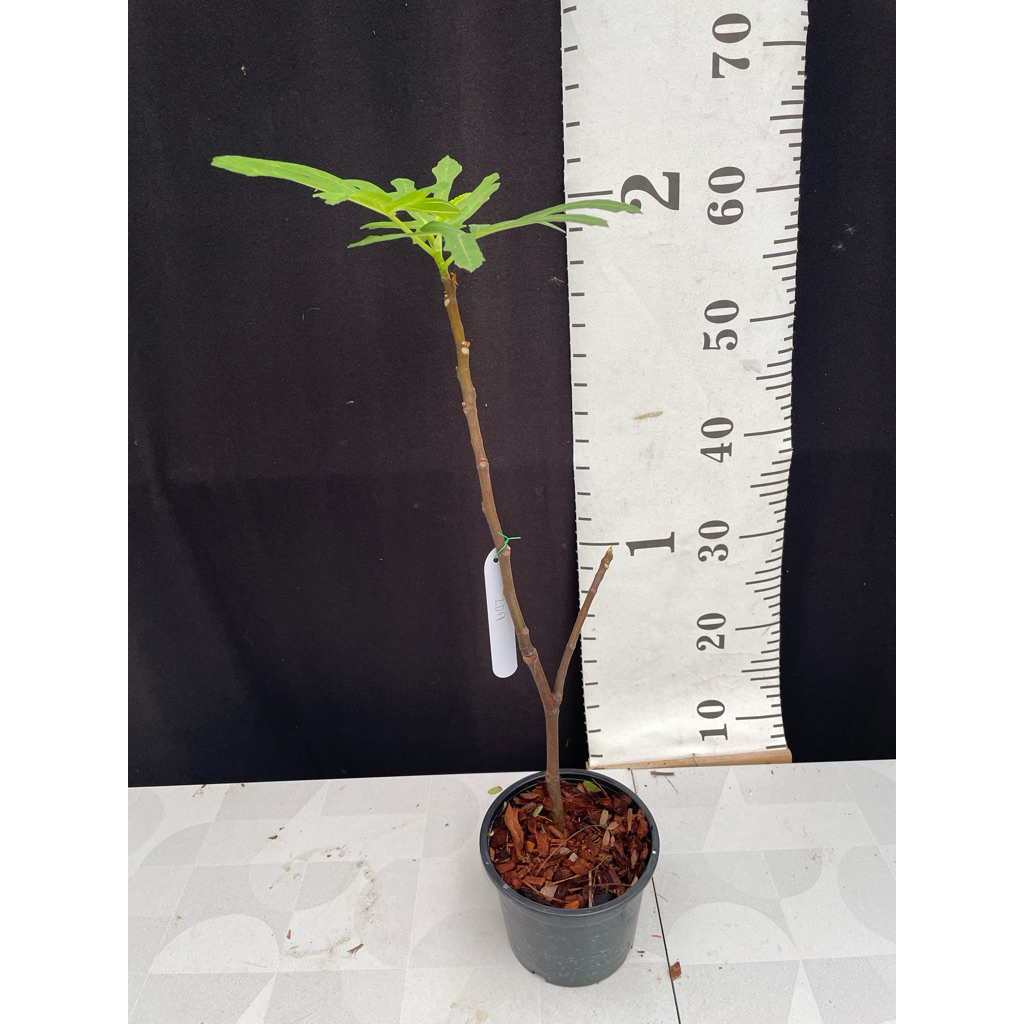 มะเดื่อฝรั่ง Fig พันธุ์ LDA  Longue d’ Aout ต้นใหญ่