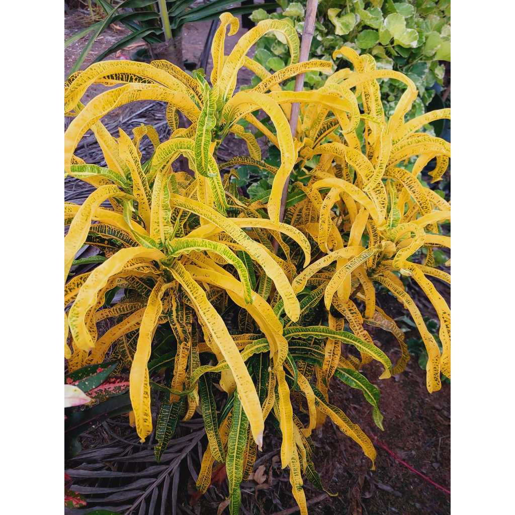 โกสนไม้แดด  ซื้อ 5 แถม 1 สามารถปลูกแดด 100 เปอร์เซนต์ได้ ปลูกทำรั้ว ปลูกประดับ