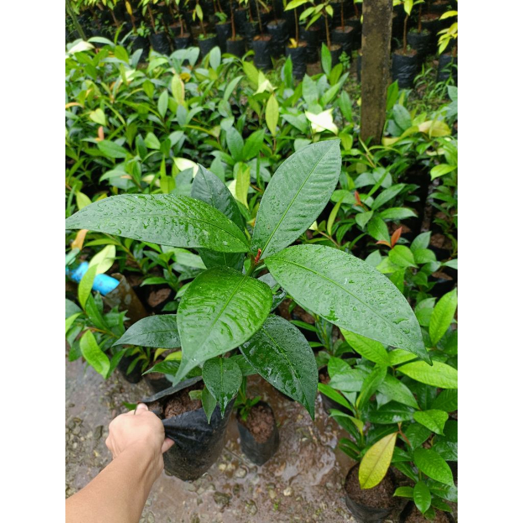 ต้นมังคุดจันทบุรี ไม้เพาะเมล็ดต้นสูง50-60ซม. คัดพิเศษ