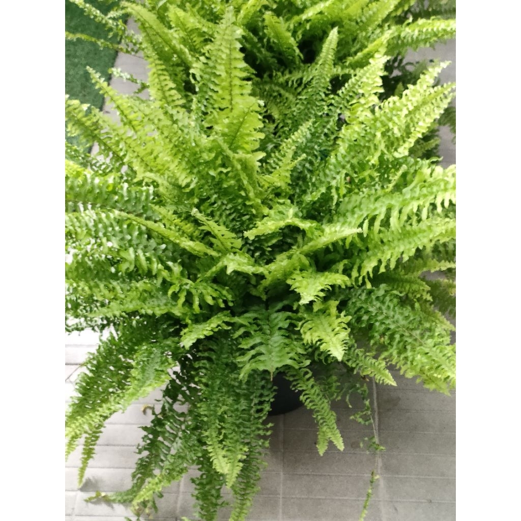 เฟิร์น​บอสตัน(ต้นไม้จริง)กระถาง5นิ้ว, 8นิ้ว,11นิ้ว พร้อมที่แขวน