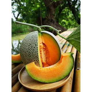 เมล็ดพันธุ์ เมล่อนญี่ปุ่น เนื้อส้มโมมิจิ คัดพิเศษ 5-40 เมล็ด [ 10เเถม 1คละได้ ]