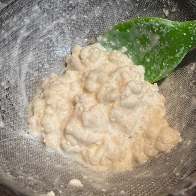 คีเฟอร์เกรน รวม 5 สายพันธุ์ “Kefir Grain” (บัวหิมะทิเบต) ขนาด 15 กรัม สำหรับทำ นมคีเฟอร์