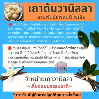 จำหน่ายเถาวานิลลา 90 ซม. โตธรรมชาติ ต้นพันธุ์อายุ 3 ปี+ & คู่มือการปลูกเบื้องต้น + ของแถม (พร้อมส่ง)