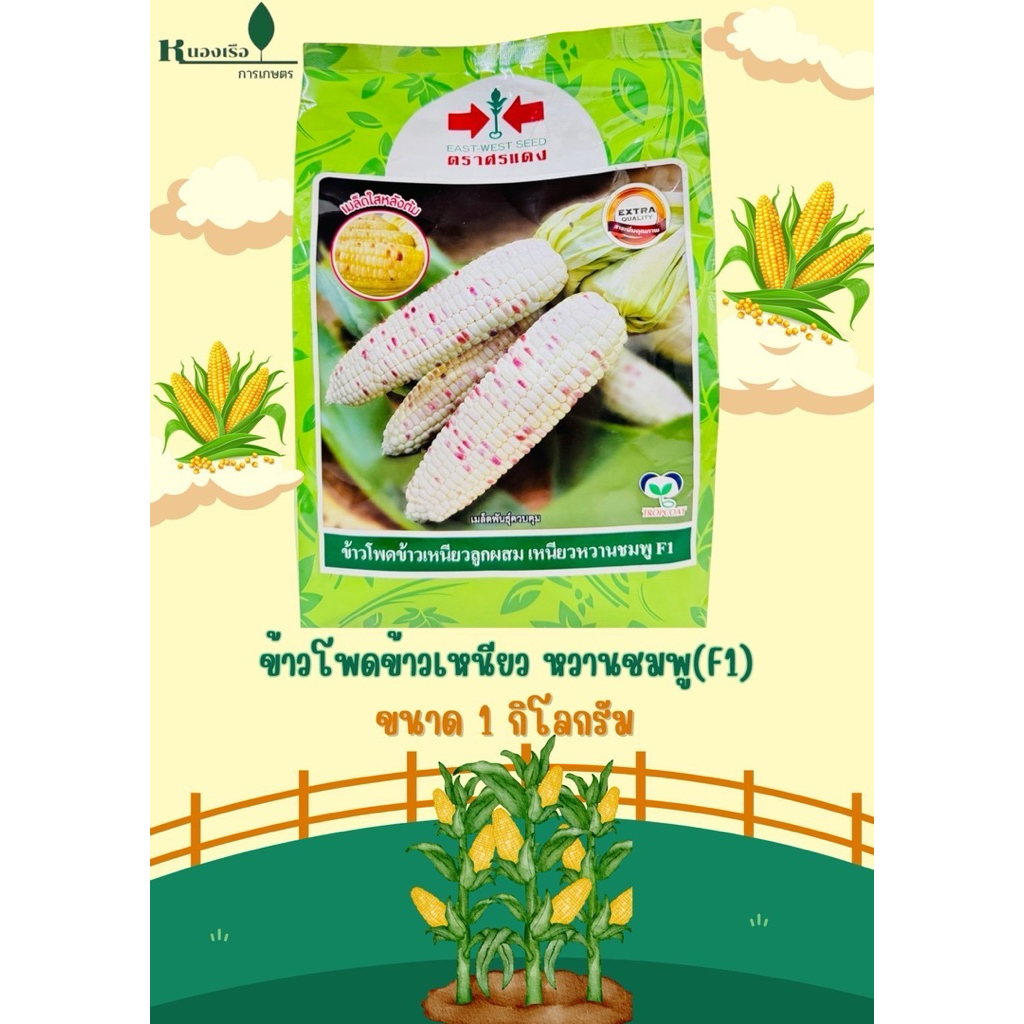เมล็ดพันธุ์ข้าวโพดข้าวเหนียวลูกผสม เหนียวหวานชมพูF1 ตราศรแดง(ขนาด 1 กิโลกรัม)5000 เม็ด