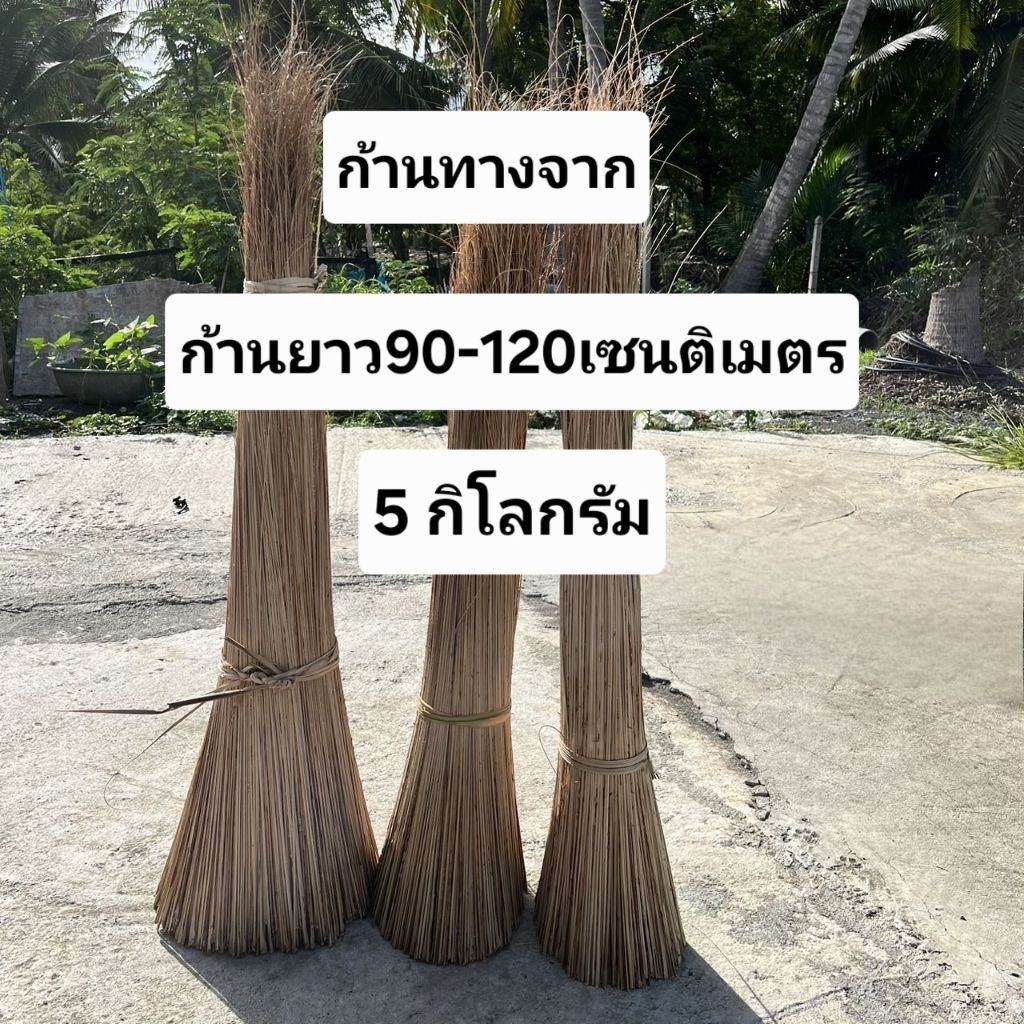 ก้านทางจาก ยาว90-120เซนติเมตร นำหนัก 5 กิโลกรัม งานสักสาน ไม้กวาดก้านทางจาก แกนตับจาก