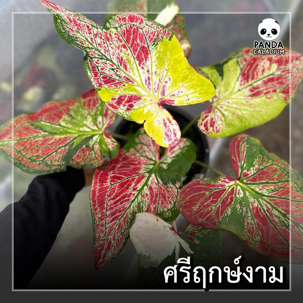 บอนสี ศรีฤกษ์งาม กระถาง 4“