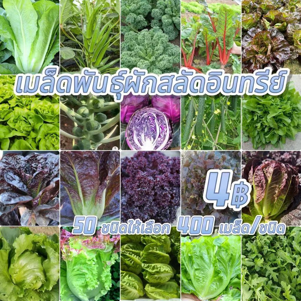 เมล็ดผักสลัด เมล็ดกรีนโอ๊ค เรดโอ๊ค คอส บัตเตอร์เฮด ฟินเล่ย์ อัตราการงอกดี ปลูกดิน และ ไฮโดรโปนิกส์
