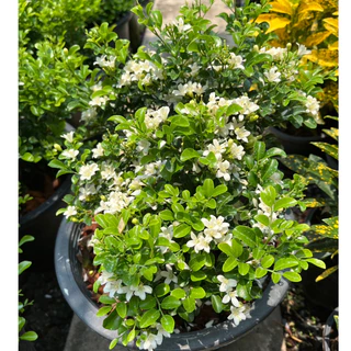 แก้วแคระ แก้วแคระพวงมณี ดอกหอมมาก ต้นกระทัดรัด Dwarf Murraya, Orange Jasmine