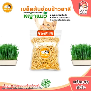 เมล็ดหญ้าแมวปลอดสาร เมล็ดข้าวสาลีคุณภาพดีคัดเกรด ปลูกง่าย โตไว หญ้าแมวเพื่อสุขภาพแมว