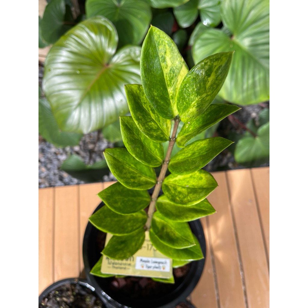 กวักมรกตด่าง คัดด่างเหลือง Variegated Zamioculcas zamiifolia (ZZ Plant)