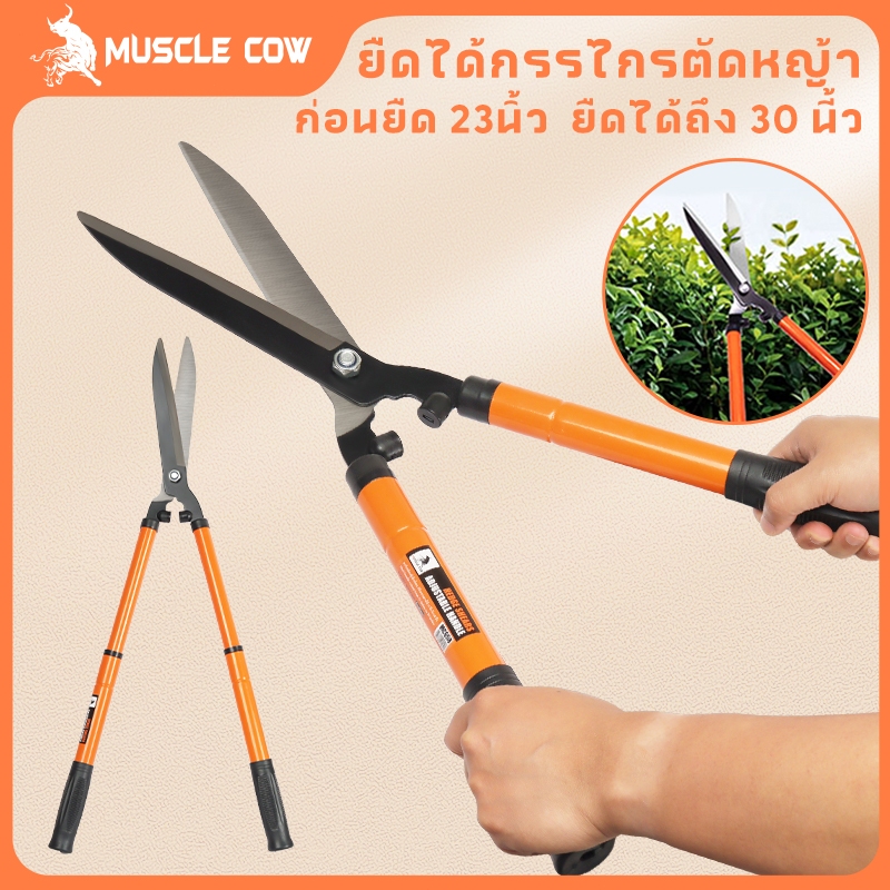 MUSCLE COW กรรไกรตัดหญ้า สามารถยืดได้หดได้ ด้ามเหล็กหุ้มพลาสติก เหมาะสำหรับตัดกิ่งที่สูง กรรไกรตัดกิ่ง กรรไกรตัดต้นไม้