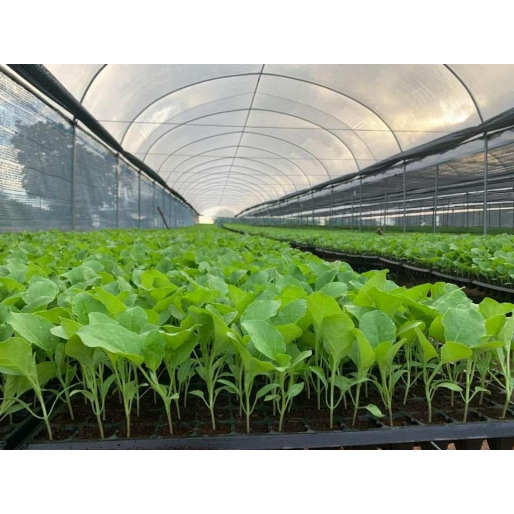 ต้นกล้าพริก ต้นกล้ามะเขือ รากดี ต้นสวย พร้อมปลูก - รูปที่ 2