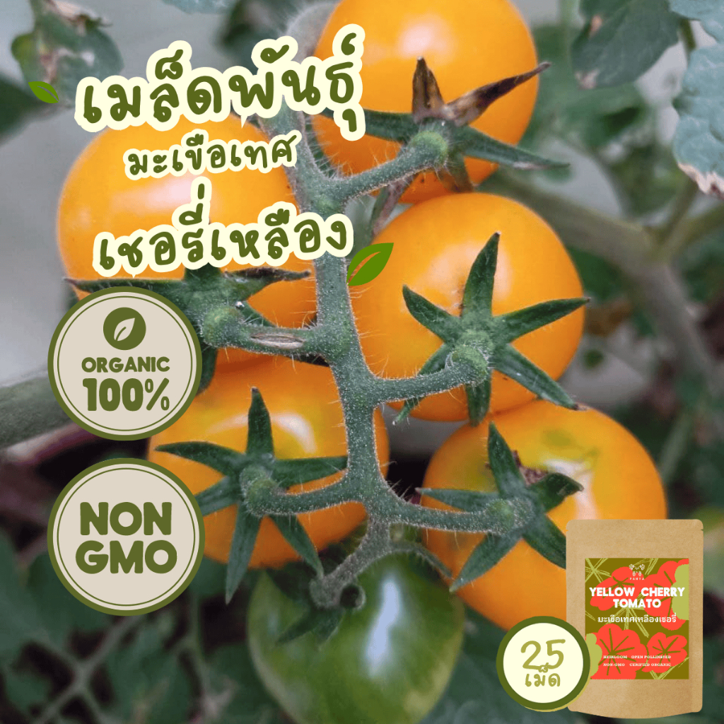 เมล็ดพันธุ์มะเขือเทศ เชอรี่เหลือง 100%ออร์แกนิค Non-GMO เกรดพรีเมี่ยม(Organic Yellow Cherry Tomato Seeds) บรรจุ 25 เมล็ด