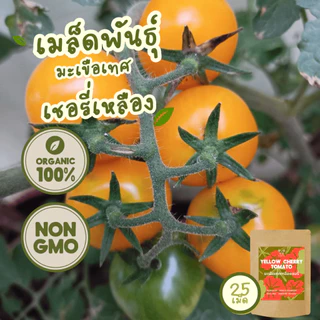 เมล็ดพันธุ์มะเขือเทศ เชอรี่เหลือง 100%ออร์แกนิค Non-GMO เกรดพรีเมี่ยม(Organic Yellow Cherry Tomato Seeds) บรรจุ 25 เมล็ด