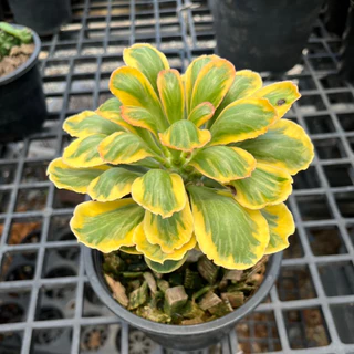 นาคราชทองอำพันด่างเหลือง ต้นมังกรทอง นาคราชทองคำ ต้นไม้มงคล Euphorbia Poissonii Variegata