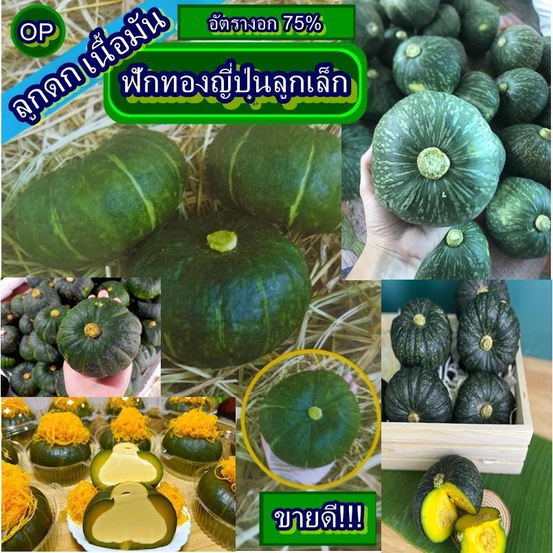 10 เมล็ด เมล็ดฟักทองญี่ปุ่นลูกเล็ก (อัตรางอก 75% ปลูกง่าย ลูกเล็ก ออกผลดก ผลสีเขียว เนื้อแน่นเนียนละเอียด รสชาติหอมหวาน)