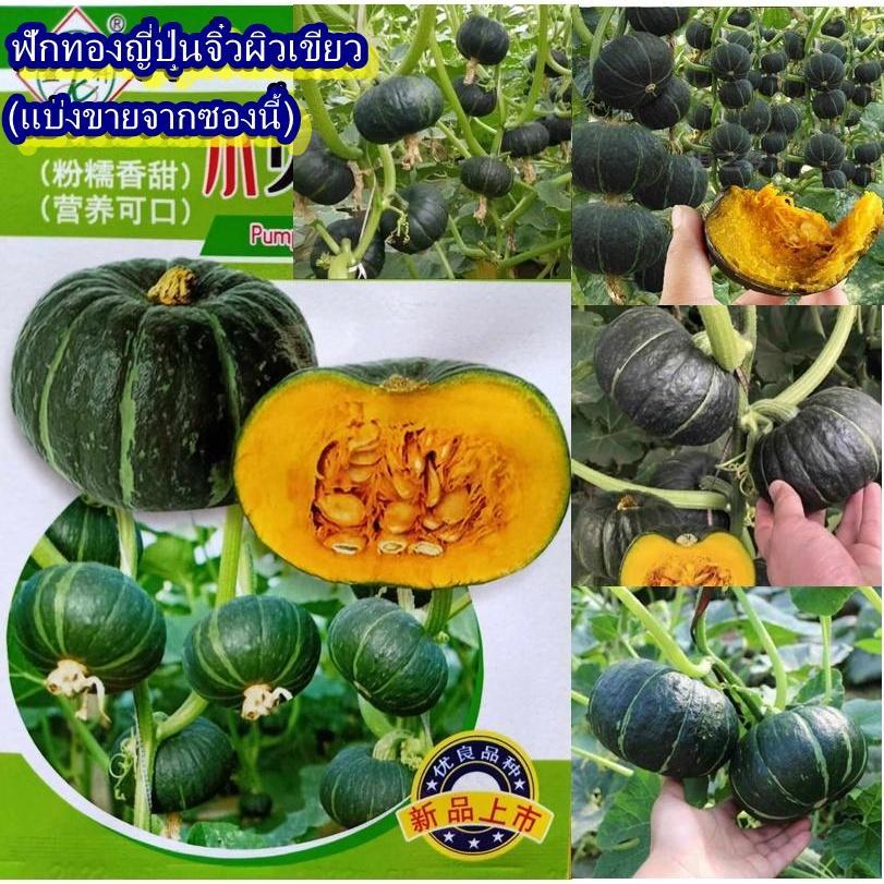 5 เมล็ด เมล็ดฟักทองญี่ปุ่นจิ๋วผิวเขียว (ปลูกง่าย รสชาติหวานหอมมัน ลูกเล็ก ออกผลดก เนื้อแน่นเนียนละเอียด น้ำหนักผล 400ก.)