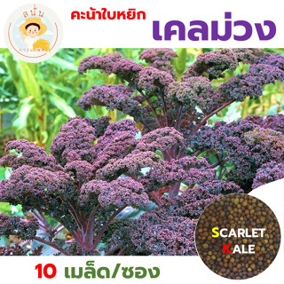 เมล็ดพันธุ์ผัก เคลม่วง (Scarlet Kale) คะน้าใบหยิก สีม่วง สกา…