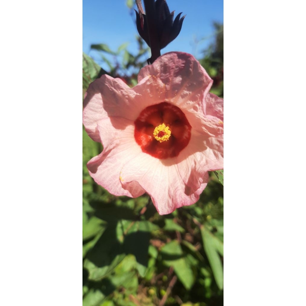 เมล็ดพันธุ์กระเจี๊ยบแเดง บรรจุ50เมล็ด รูปที่ 4