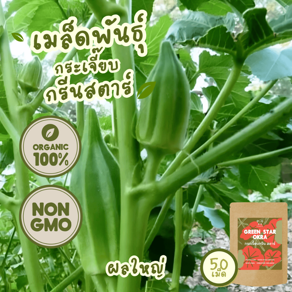 เมล็ดพันธุ์ กระเจี๊ยบ กรีนสตาร์ 100%ออร์แกนิค Non-GMO(Organic GreenStar Okra Seeds)บรรจุ 50 เมล็ด โตไวไม่กลัวฝน [5แถม1!]