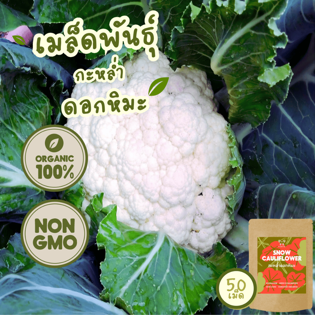 เมล็ดพันธุ์ กะหล่ำดอกหิมะ 100% ออร์แกนิค Non-GMO เกรดพรีเมี่ยม (Organic Snow Cauliflower Seeds) 50 เมล็ด