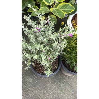 ☀️ทนแดดดอกสวย🪻นีออน ใบเงิน Leucophyllum frutescens ต้นไม้ใบสวย ดอกสวยเลี้ยงง่าย ออกทั้งปี