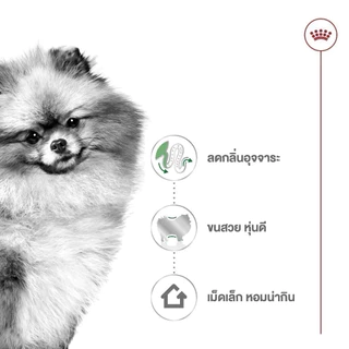 Royal Canin Indoor 500g Puppy, Adult, Senior ❤️🐶โรยัล คานิน สุนัขเลี้ยงในบ้าน ลูก,โต,สูงวัย 500g