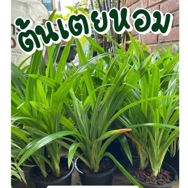 ต้นเตยหอมพร้อมกระถาง 5-6" รากเดินดีพร้อมปลูก