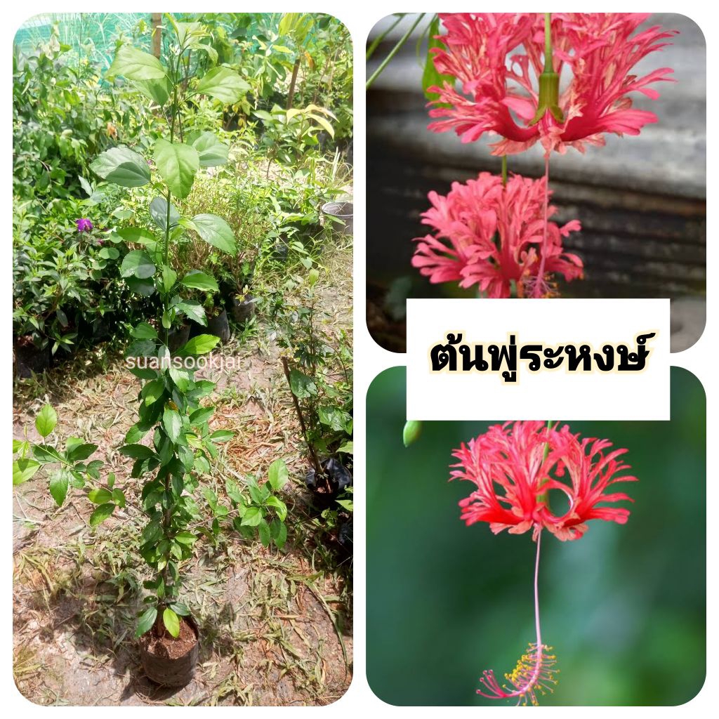 ต้นพู่ระหงส์ ภู่ระหงษ์ พู่ระหงส์