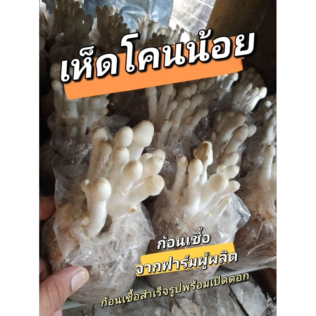 ก้อนเชื้อเห็ดโคนน้อย 10 ก้อน สำเร็จรูปพร้อมเปิดดอก พร้อมคู่มือการเพาะ