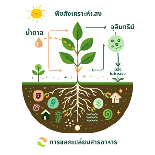 ดินฟู ~ ดินมีชีวิต | ฟื้นฟูต้นป่วย ป้องกันโรคแมลง อุดมไปด้วยจุลินทรีย์ ธาตุอาหารสูง ดินปลูกพรีเมี่ยม