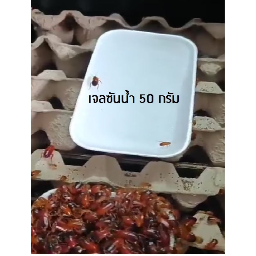 เจลซับน้ำสำหรับเลี้ยงแมลง ขนาด 50กรัม คุ้มค่า