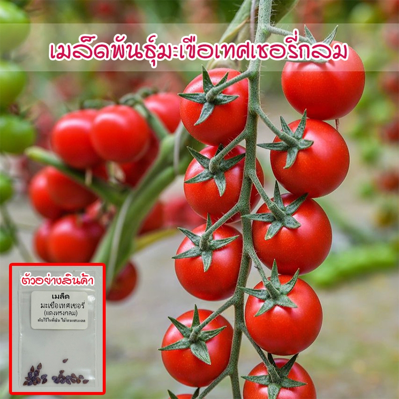 รูปภาพ 4