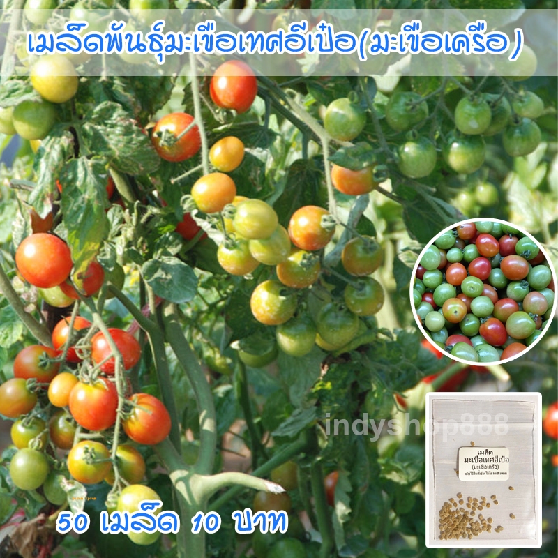 รูปภาพ 5