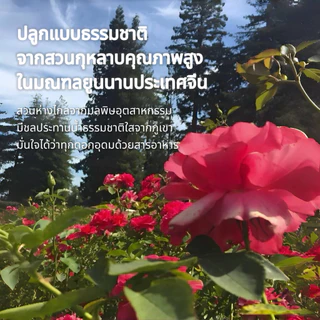 NAMI GARDEN ชากุหลาบแดงมณียูนนาน พรีเมี่ยม ชากุหลาบอบแห้ง ชากุหลาบยุนหนาน คัดพิเศษขนาด5A ชาจีนสำหรับผู้หญิง