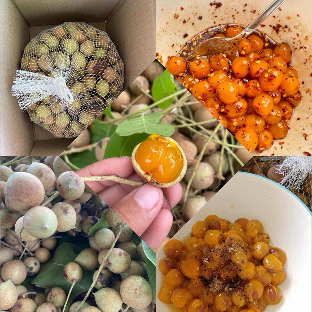 บักค้อ(ตะค้อ)📌สินค้าพร้อมส่งขายเป็นกิโล