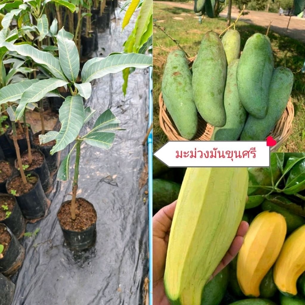 ต้นมะม่วงมันขุนศรี ต้นพันธุ์เสียบยอด พร้อมปลูก มีรากแก้วโตไวขนาดต้น 70-80 เซนติเมตร