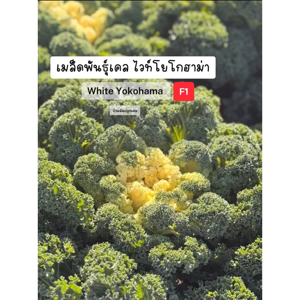 เมล็ดพันธุ์เคล ไวท์โยโกฮาม่า White Yokohama F1 เมล็ดพันธุ์แท้นำเข้าจากต่างประเทศ อัตราการงอกสูง [บ้านฉันปลูกเคล]