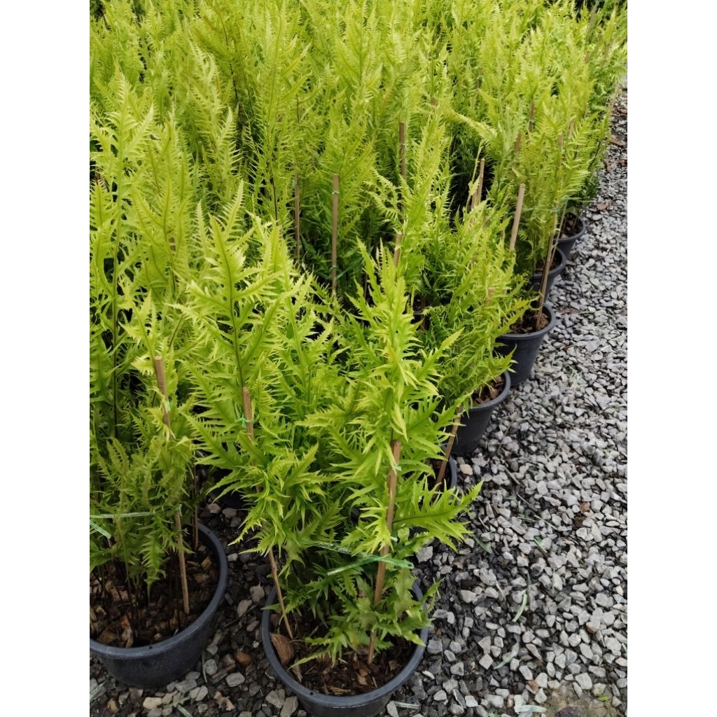 เฟิร์นเกียวทอง Phymatosorus scolopendria (Burm. f.) Pic. Serm. cv. Golden Twisted